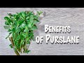 Benefits of purslane
