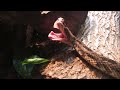 Timber rattlesnake yawning