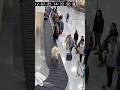 Goat emerges from baggage carousel and causes airport chaos