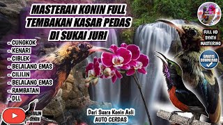 MASTERAN KONIN FULL ISIAN TEMBAKAN KASAR