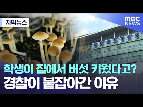 [자막뉴스] 학생이 집에서 버섯 키웠다고?.. 경찰이 붙잡아간 이유 (MBC뉴스)