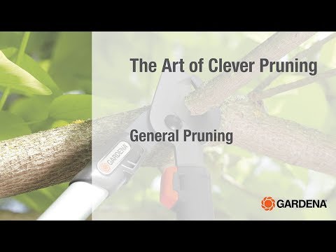 The Art of Clever Pruning : General Pruning