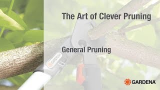 The Art of Clever Pruning : General Pruning