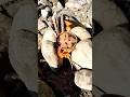 Army Skills Camping #camping #survival#bushcraft#outdoors#fish#fishing