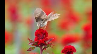 Various Artists İnan Anlatmak Zor