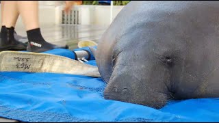 Marion the Manatee Release