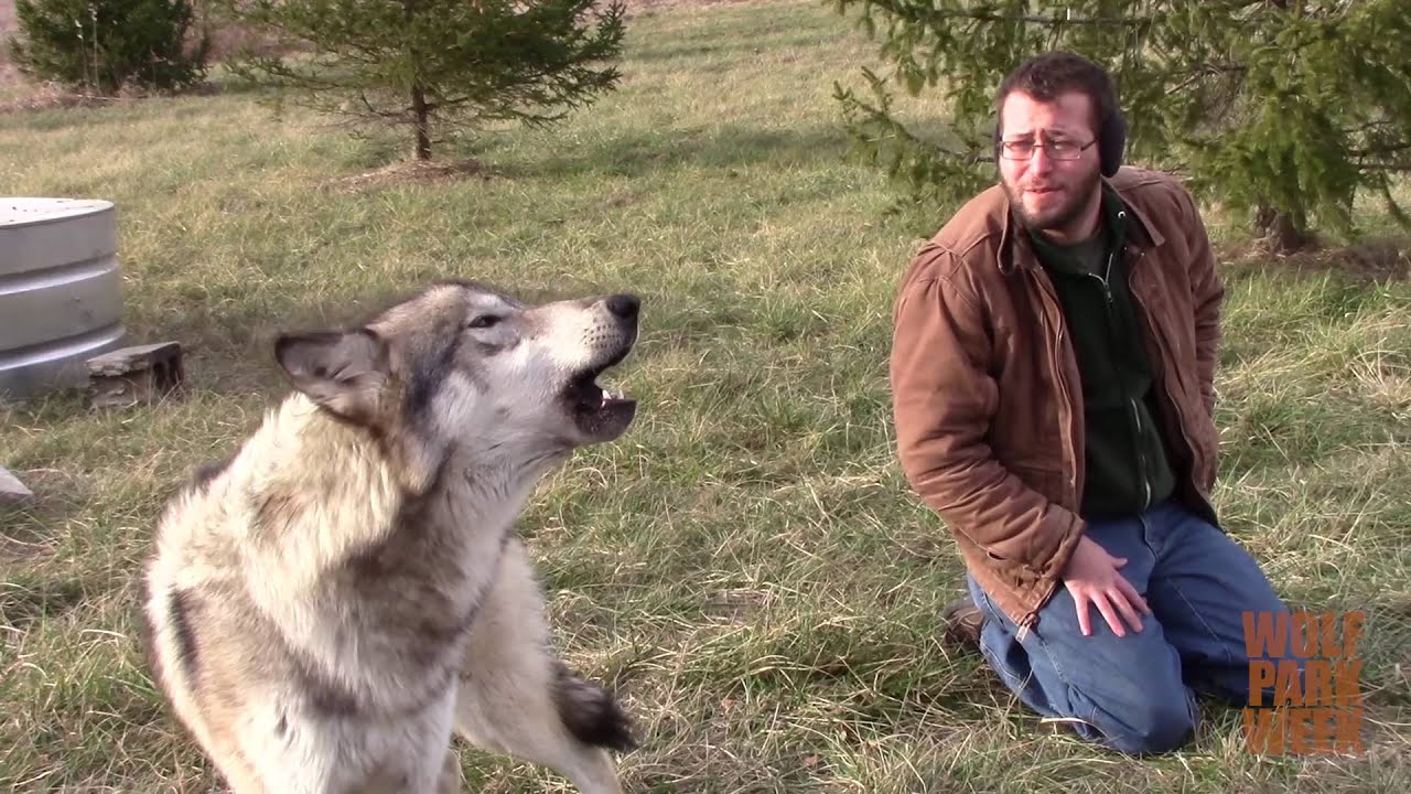 犬が遠吠えをする理由は なぜ他の犬の声やサイレンに反応して合唱するのか 子犬のへや