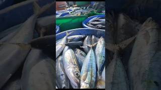 Download Lagu Layang Biru Segar dari Laut Timur #handlinefishing #shortfishing MP3