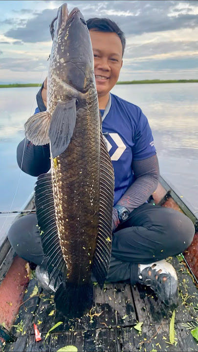 Big gabus in bangkau lake weighing 1,610 grams #babon snakehead #big gabus #big fish #monster gabus