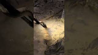 OGM I Find Seafood But See Snake #lifestyle