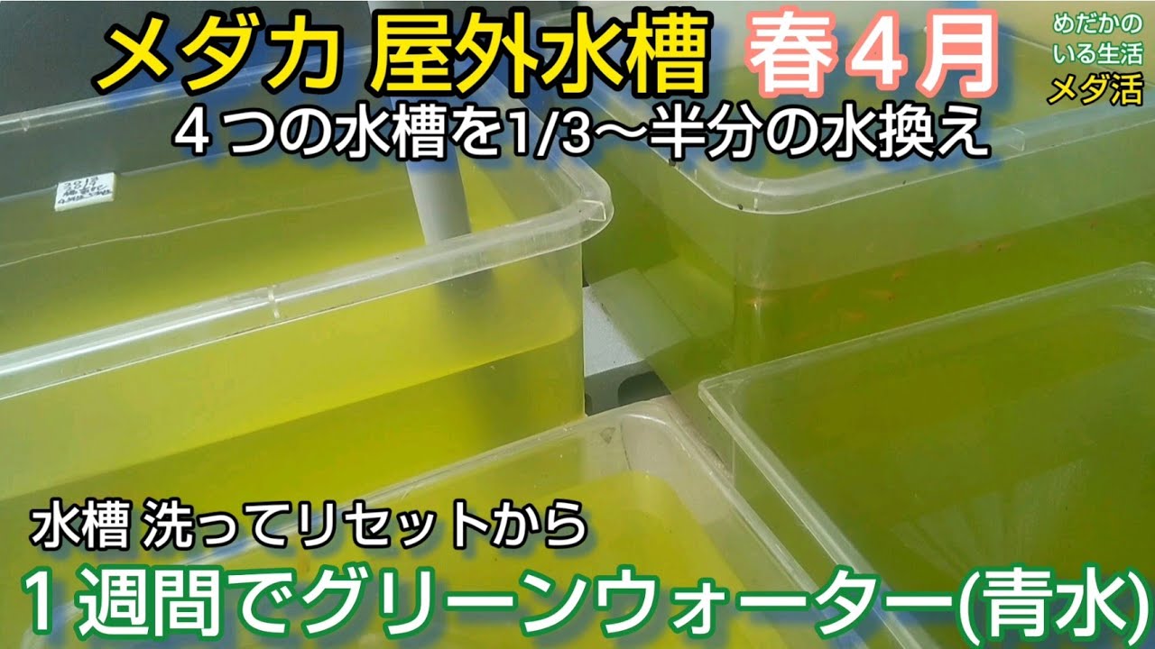 メダカ 屋外 水槽洗ってリセットから１週間でグリーンウォーター 青水 1 3 半分の水換え 春４月 過密水槽 メダ活 Youtube