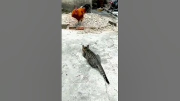 Thumbnail of Cat Attacking Rooster - Cat Fight Compilation 🐾