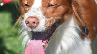 Uncovering the Secrets of the Brittany Dog s Superb Sense of Smell