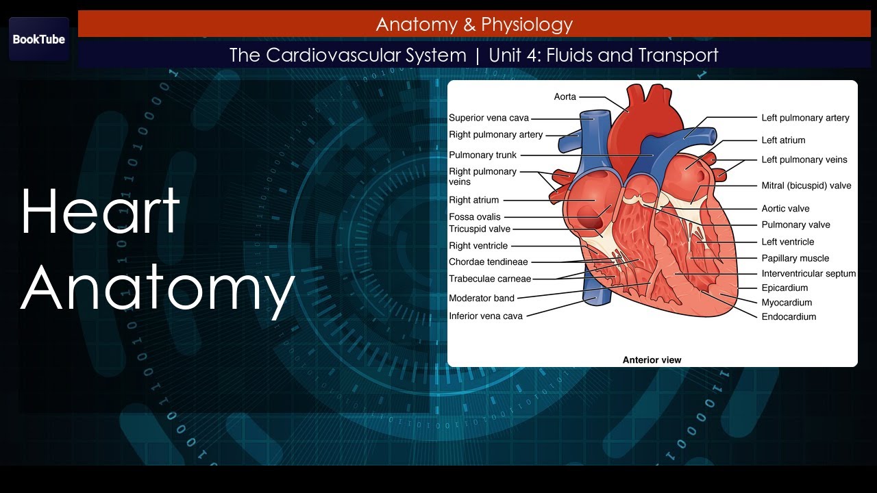 Heart Anatomy | The Cardiovascular System | Unit 4: Fluids and ...