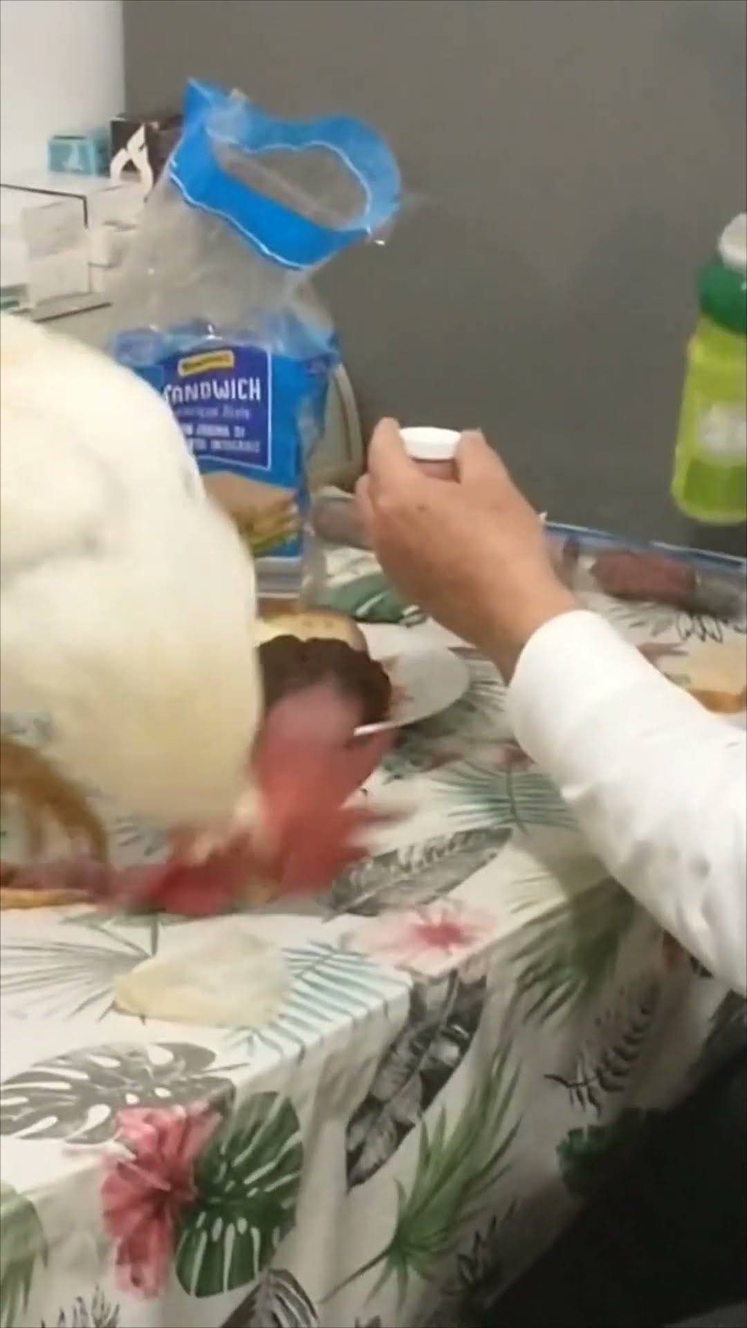 Pet Rooster Shares Meal with Owner at the Table