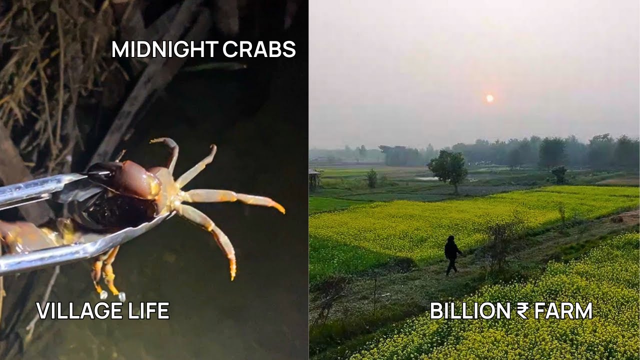 Моё самое необычное Рождество: загородный дом за 1 миллион долларов и охота в джунглях.