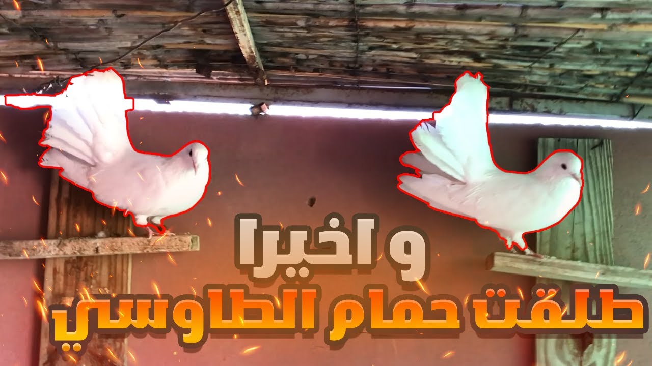 و اخيرا طلقت حمام الطاوسي ❤️​🕊️​