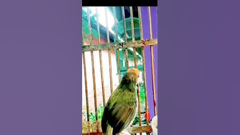 suara prenjak lumut gacor#prenjaklumutgacor #shorts