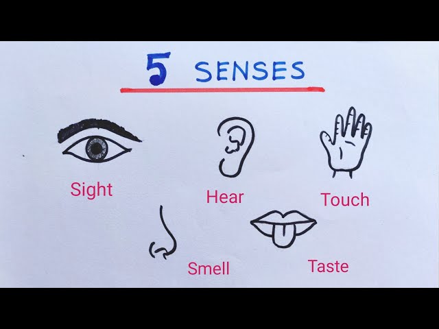 Synopsis of human sense organs sketch Synopsis of human sense organs on  notebook page background vector illustration  CanStock