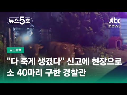 "다 죽게 생겼습니다" 신고에 현장으로…소 40마리 구한 경찰관 #쇼츠트랙 / JTBC 뉴스5후