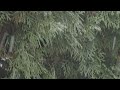 Віктор Павлік - Снігова завіса 2024 (mood video)