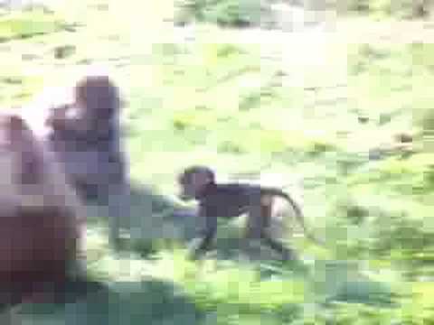 Baby Olive Baboon