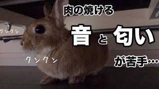 肉を焼くとソファの下に逃げ込むうさぎ #408