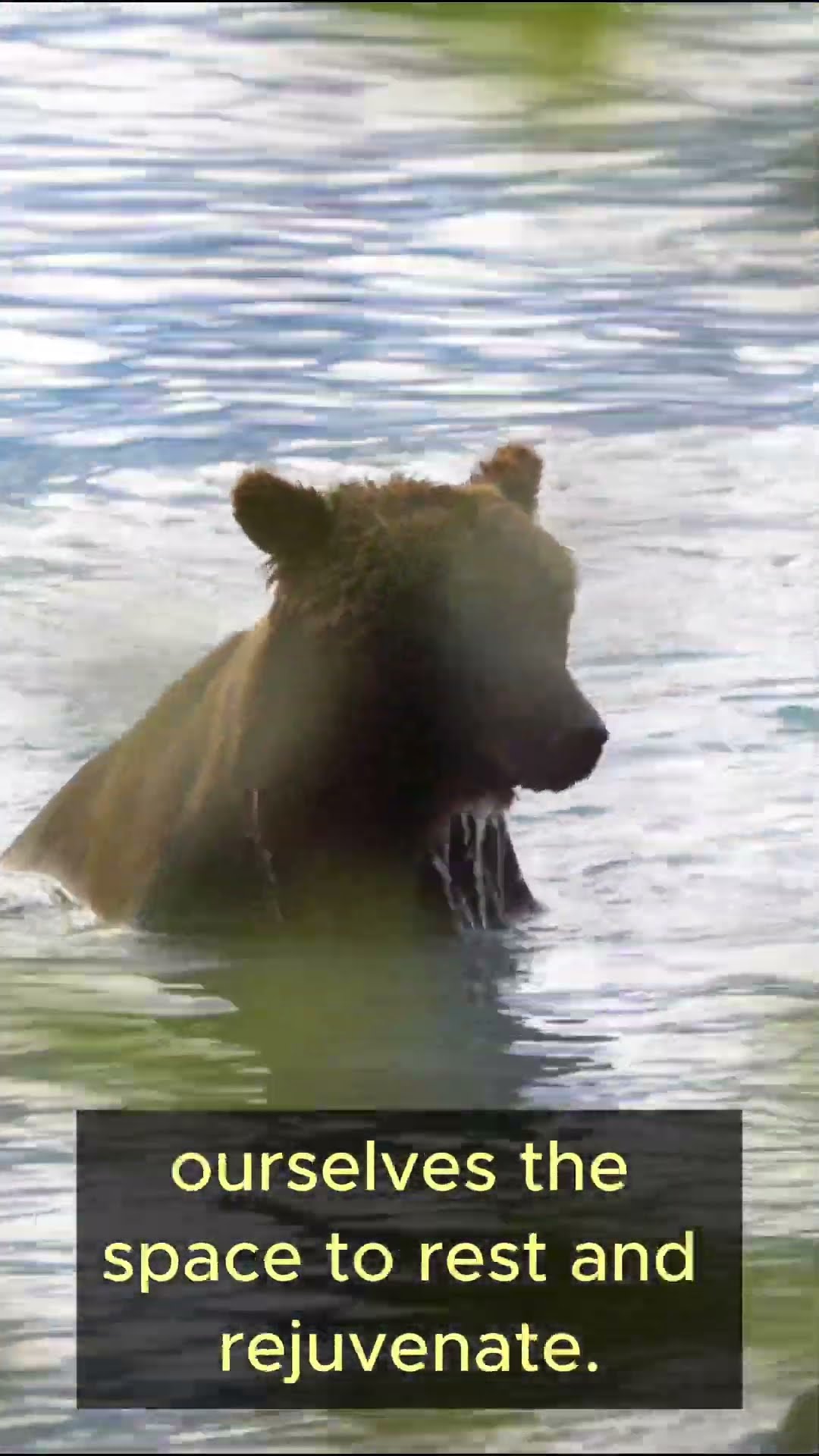 Life Lessons from Bears   Part 5 #shorts  #lifelessons #wisdom #bears #rest #growth  #patience