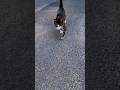 お別れも同じシチェーション #猫#野良猫#地域猫#駆け足#寄ってくる#出会い#別れ#Short