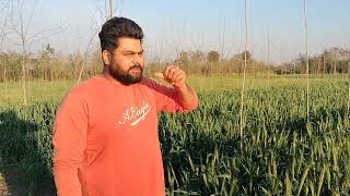 Bed Wali Kanak Sugarcane Farming Popular