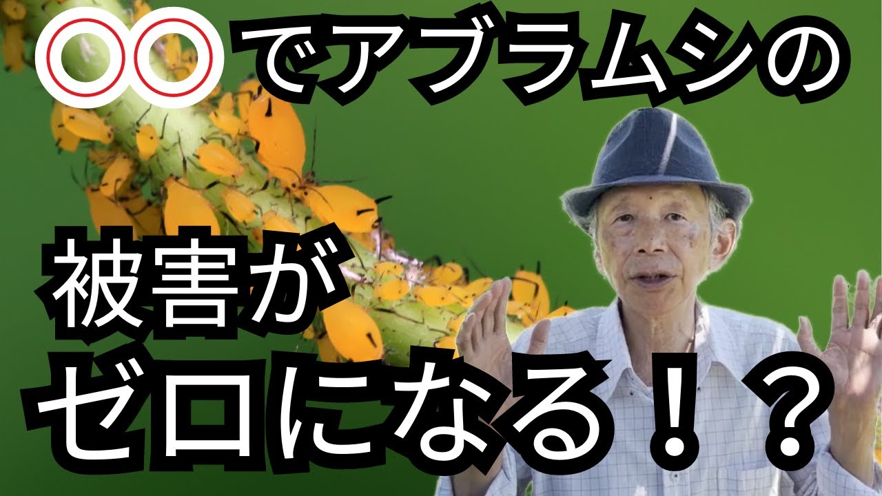 【裏ワザ】殺虫剤ナシでアブラムシをゼロにする方法を徹底解説！！
