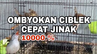 Download Lagu TUTORIAL MENJINAKAN BURUNG CIBLEK LIAR || POSITIF JINAK MP3