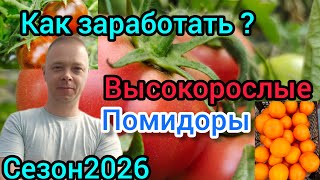 Посадили высокорослые помидоры.