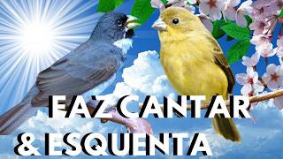 CANTO DE COLEIRO TUI TUI PURO COM PIADO DE FÊMEA DE COLEIRO PARA ESQUENTAR COLEIRO TUI TUI