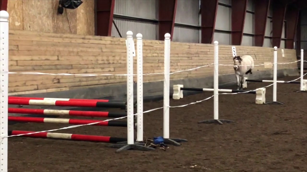 FJORDHEST: Pilgrim løshopper 130 cm // 10.11.18 - YouTube