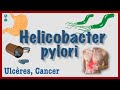 Helicobacter pylori  physiopathologie ulcres diagnostic traitement