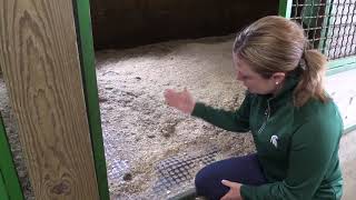 Tips for Selecting Stall Mats
