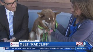 A look at some adoptable dogs in San Diego