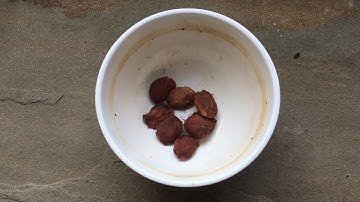 How To Grow A Plum Tree From Seed