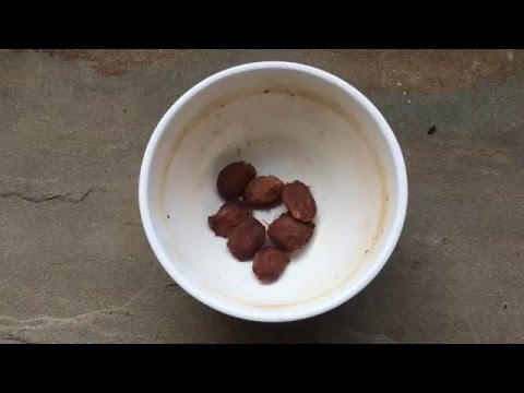 Video: How To Grow A Plum From A Stone