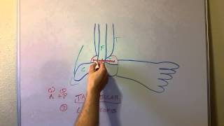 How to Grade Ankle Sprains
