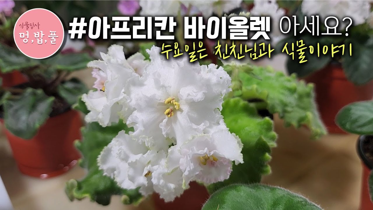 멍밥풀, 친친과함께 식물탐구 1.#아프리칸바이올렛 #바이올렛삽목 #바이올렛키우기