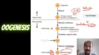 Video 6: Oogenesis | Air Anatomy