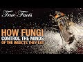 True Facts: Fungi That Control The Insects They Eat