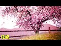 Musique relaxante du matin  musique pour piano musique positive musique dtude