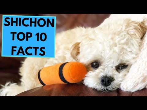 Video: Jenis Anjing Baru yang Trendi Perlakukan Bichon Frises Go Nuts For