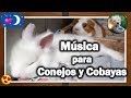 Música para Relajar Conejos y Cobayas - Mascotas (el cuidado de nuestras mascotas)