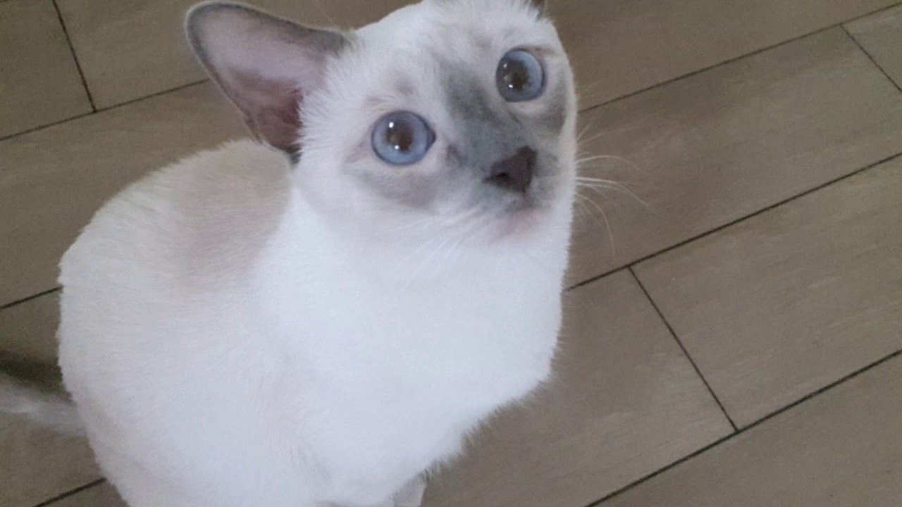 Котоблог дзен