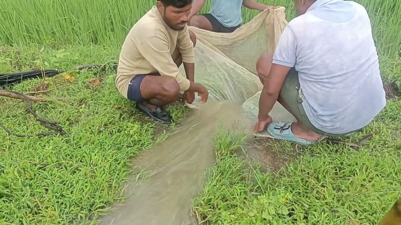 Dhaan ke Pani Mein Machhliyon ka Jaal: Ek Jugaadu Tarika