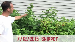 How to Start Growing Raspberries [7/12/15 Snippet]